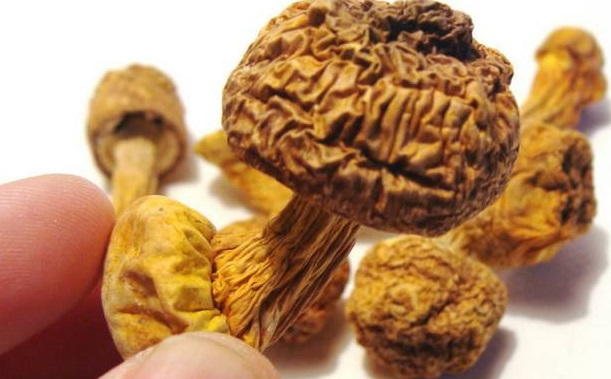 巴西菇、姬松茸烘干機-怎樣烘干色澤好且菇體褶片完整？