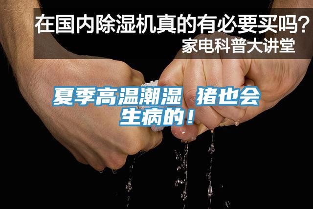 夏季高溫潮濕 豬也會生病的！