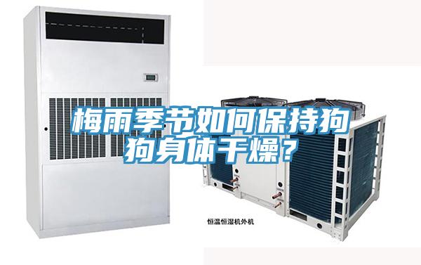 梅雨季節如何保持狗狗身體干燥？